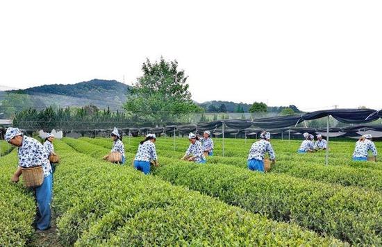 绍兴茶园 绍兴文化和广电旅游局供图
